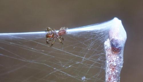 Réf. 356 487 : Atypus sp.